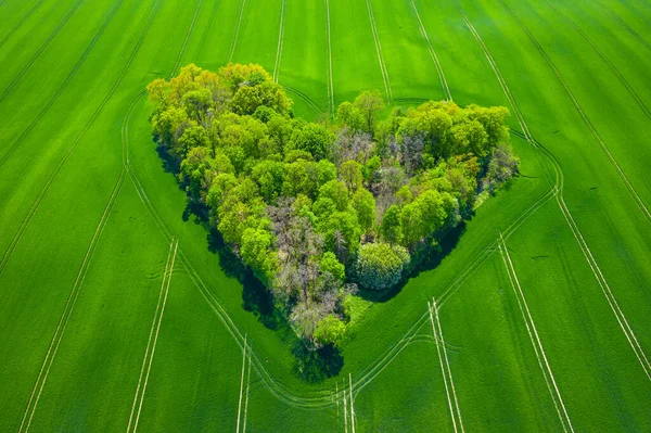 Yeşil Tarlalardaki Orman Kalbinin Havadan Görünüşü Doğal Aşk Sevgililer Günü — Stok fotoğraf