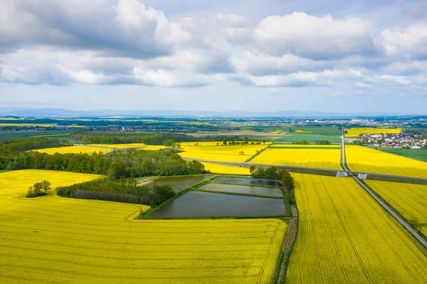 Vista Aérea Superior Del Campo Colza Amarilla Floreciente Hermoso Paisaje — Foto de Stock