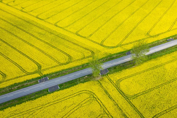 Bovenste Luchtfoto Van Bloeiend Geel Koolzaadveld Prachtig Buitenlandschap Van Drone — Stockfoto