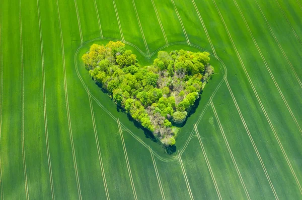 Vue Aérienne Cœur Forêt Dans Les Champs Verts Amour Naturel — Photo