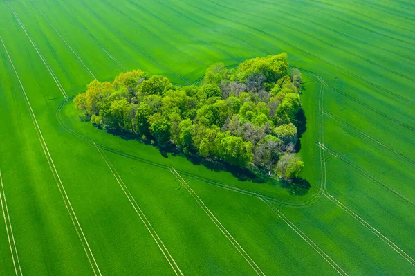 Uitzicht Vanuit Lucht Het Hart Van Het Bos Groene Velden — Stockfoto