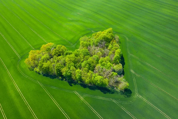 Uitzicht Vanuit Lucht Het Hart Van Het Bos Groene Velden — Stockfoto