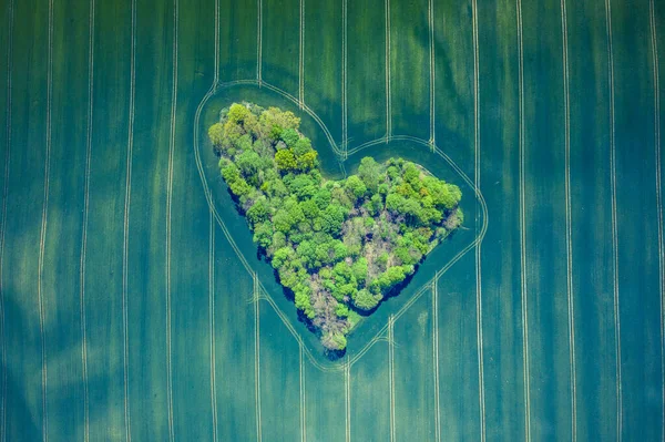 Letecký Pohled Lesní Srdce Zelených Polích Symbol Valentýna Přírodní Lásky — Stock fotografie