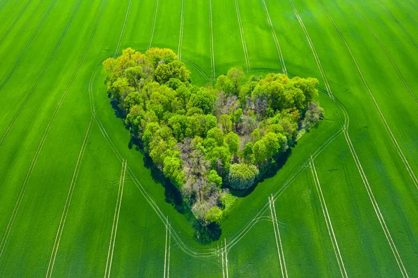 Vista Aérea Del Corazón Del Bosque Los Campos Verdes Amor —  Fotos de Stock