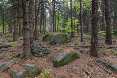 Polonya, Kudowa-Zdroj 'daki Stolowe Dağları Ulusal Parkı. Polonya seyahatleri için popüler bir yer..