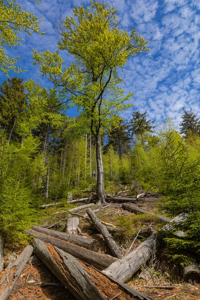Nationaal Park Stolowe Mountains Kudowa Zdroj Polen Een Populaire Bestemming — Stockfoto