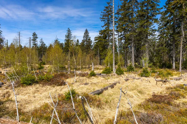 Nationalparken Stolowe Kudowa Zdroj Polen Ett Populärt Resmål Polen — Stockfoto