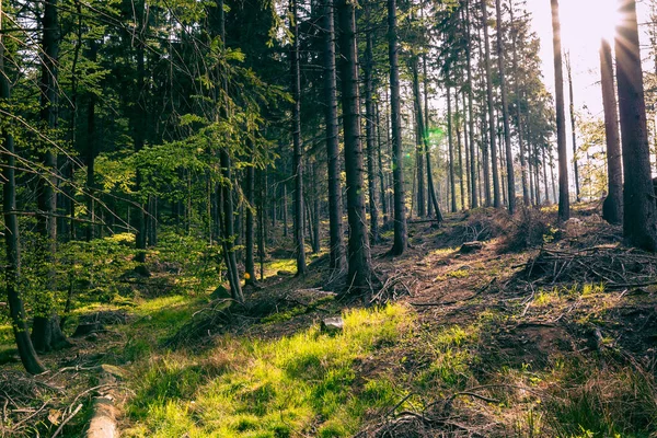 Parque Nacional Las Montañas Stolowe Kudowa Zdroj Polonia Destino Popular —  Fotos de Stock