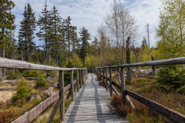 Polonya 'nın Kudowa-Zdroj kentindeki Stolowe Dağları Ulusal Parkı' ndaki orman. Polonya seyahatleri için popüler bir yer..
