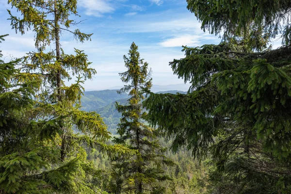 Woud Stolowe Mountains National Park Kudowa Zdroj Polen Een Populaire — Stockfoto