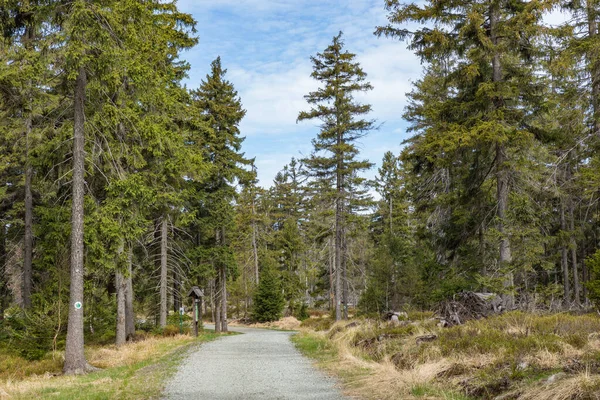 Skog Stolowe Mountains Nationalpark Kudowa Zdroj Polen Ett Populärt Resmål — Stockfoto