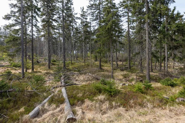 Forêt Dans Parc National Des Montagnes Stolowe Kudowa Zdroj Pologne — Photo