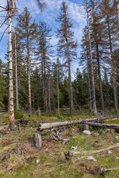 Forêt Dans Parc National Des Montagnes Stolowe Kudowa Zdroj Pologne — Photo