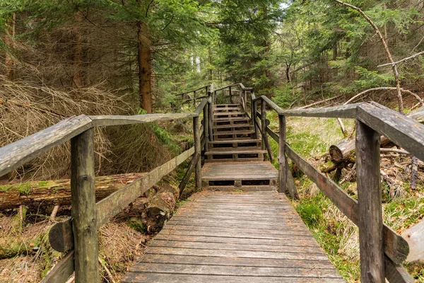 Wald Nationalpark Stolowe Gebirge Kudowa Zdroj Polen Beliebtes Ausflugsziel Polen — Stockfoto