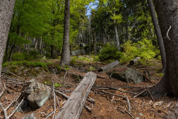 Forêt Dans Parc National Des Montagnes Stolowe Kudowa Zdroj Pologne — Photo