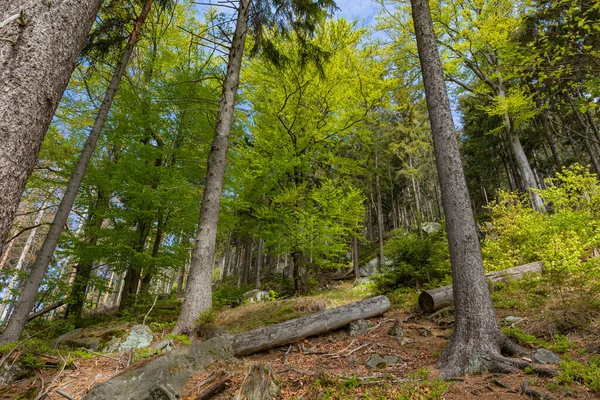 波兰Kudova Zdroj的斯托洛威山脉国家公园的森林 在波兰旅行的热门目的地 — 图库照片