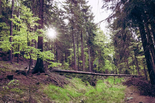 Las Parku Narodowym Gór Stołowych Kudowie Zdroju Popularny Cel Wycieczek — Zdjęcie stockowe
