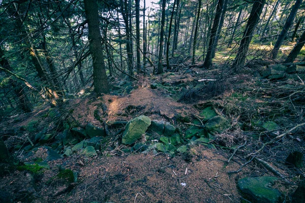 Skog Stolowe Mountains Nationalpark Kudowa Zdroj Polen Ett Populärt Resmål — Stockfoto