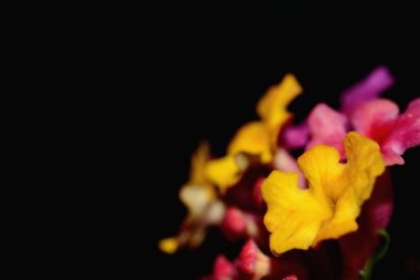 Lantana camara çiçek