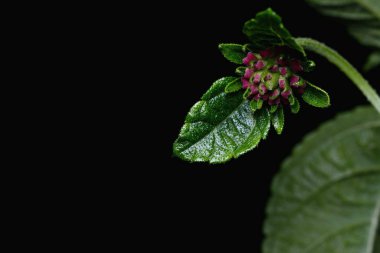 Lantana camara çiçek