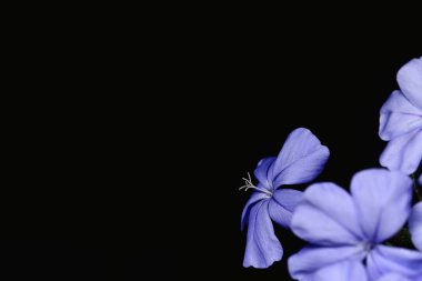 plumbago auriculata çiçek
