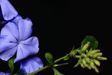 plumbago auriculata çiçek