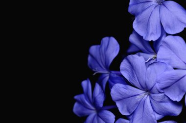 plumbago auriculata çiçek