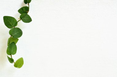 Ficus pumila