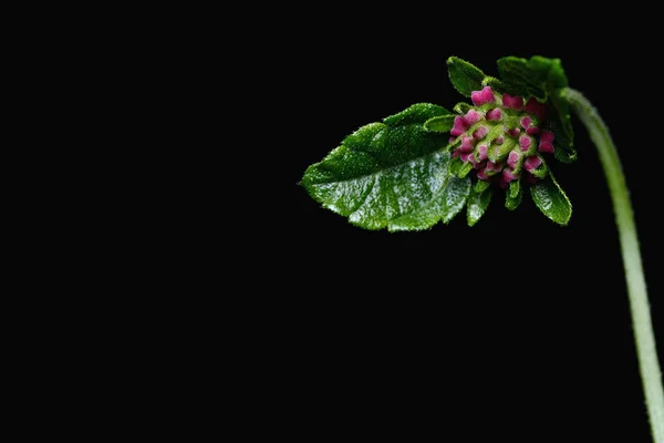 Lantana camara blomma — Stockfoto