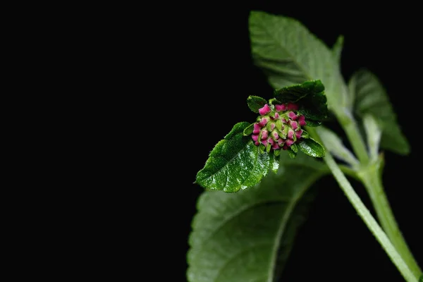 Lantana flor de la cámara — Foto de Stock