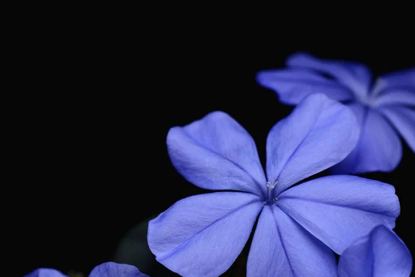 Plumbago auriculata Blume — Stockfoto