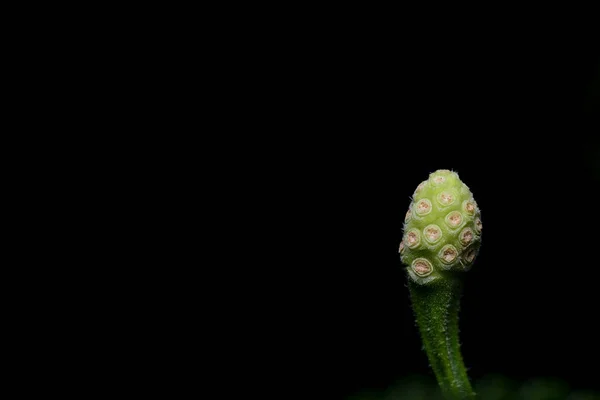 Lantana flor de la cámara — Foto de Stock