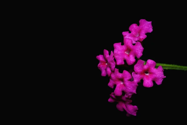 Lantana camara çiçek