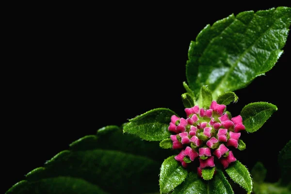 Lantana camara kwiat — Zdjęcie stockowe