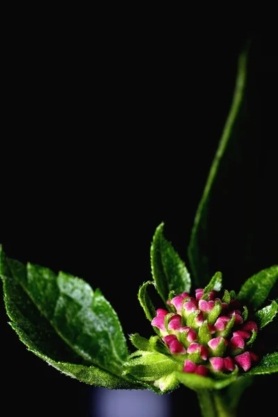 Lantana camara blomma — Stockfoto