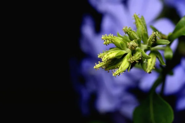 Plumbago auriculata Blume — Stockfoto