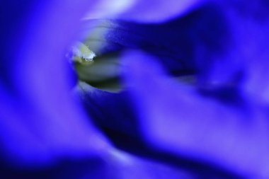 Ruellia tuberosa küçük bir bitki.