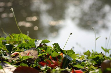 Yaprak çimlerinin seçici odak noktası bulanık arkaplan