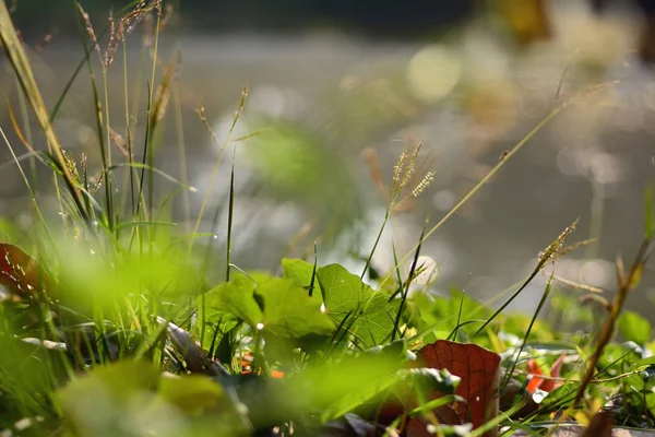 Foco seletivo de folha grama desfoque fundo — Fotografia de Stock