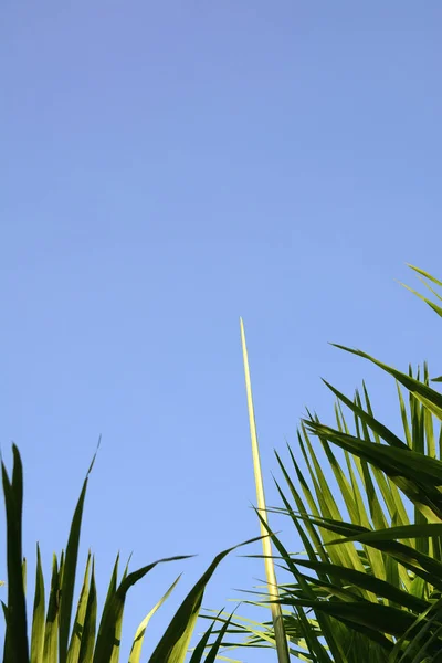 minimal green leaves on clear blue sky