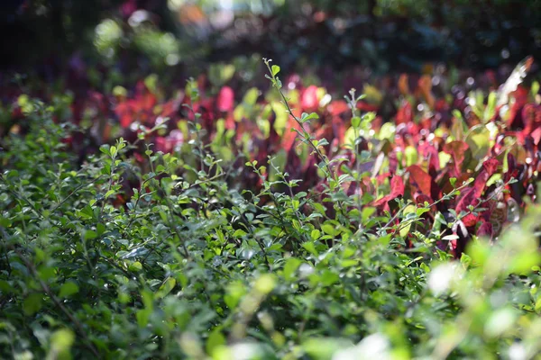 Japanese holly evergreen and cordyline fruticosa — 스톡 사진