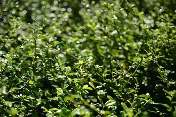 Ilex crenata japanischer Stechpalme immergrüner Strauch Stockbild