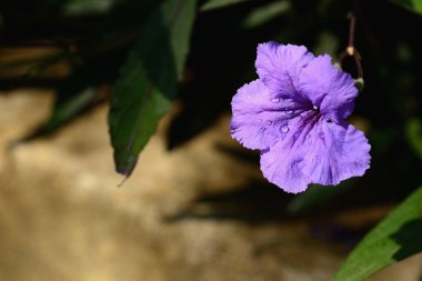 Ruellia tuberosa. Küçük bir bitkisel bitki. İkisi de iyi yetişiyor.