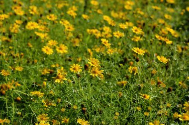 sarı phagneticola trilobata seçici odak