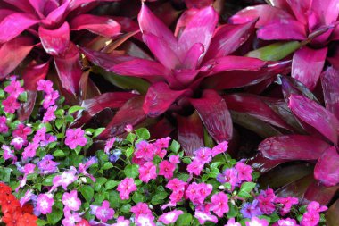 Renkli çok sayıda çiçek deseni duvar kağıdı