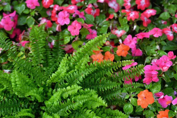 Színes számos virág textúra tapéta — Stock Fotó