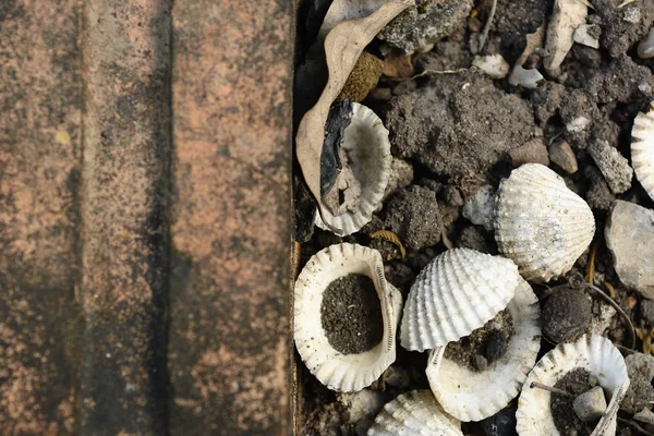 Scallop shells and brick pattern — 스톡 사진