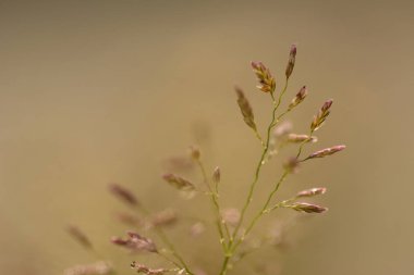 Yakın plan çim kulesi bulanık arkaplan