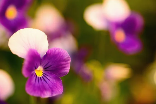背景がぼやけている紫色の自然花を閉じます — ストック写真