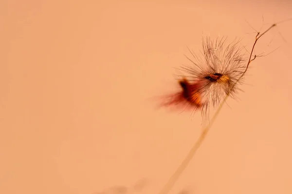 Κοντινό πλάνο όμορφη πικραλίδα γρασίδι λουλούδι απομονωμένο φόντο — Φωτογραφία Αρχείου